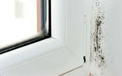 Signs of Mold in the Home