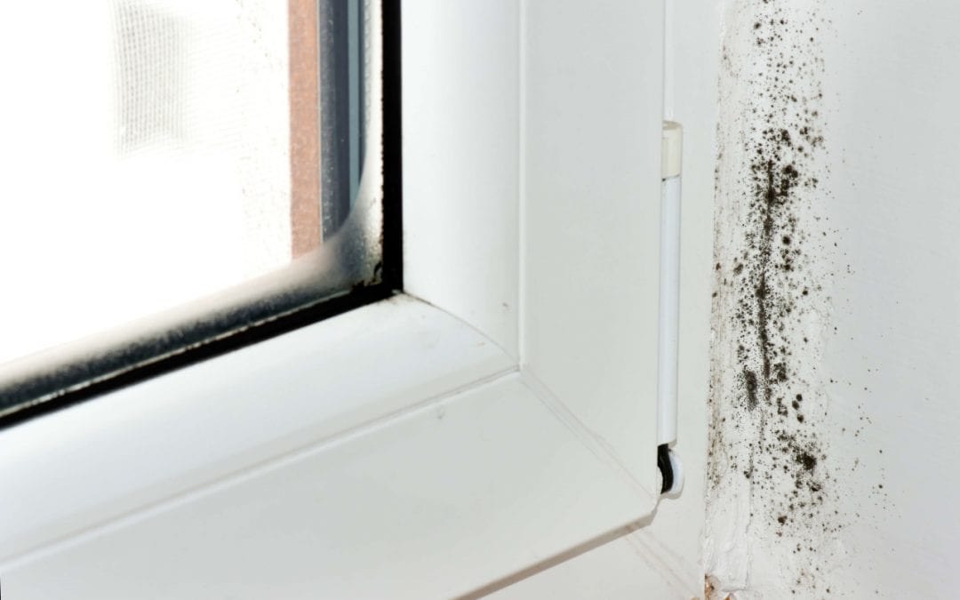 signs of mold include discoloration